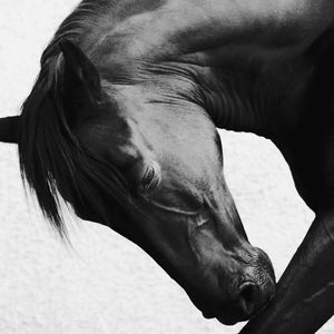 Onyx Grace 2.5 (Equestrian Photography, Horse, Portrait, Monochrome)