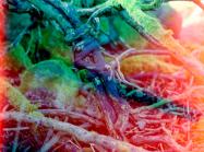 Photo by Zoe Hamill, photographer and photography technician at Stills Gallery in Edinburgh